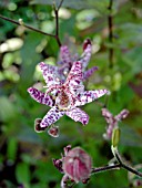 TRICYRTIS FORMOSANA DARK BEAUTY