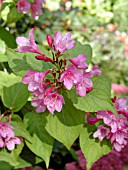 WEIGELA FLORIDA PINK