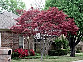 ACER PALMATUM ATROPURPUREUM