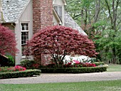 ACER PALMATUM ATROPURPUREUM