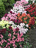 ANTIRRHINUM MAJUS MIX