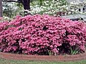 AZALEA CORAL BELLS