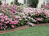 AZALEA MIXED PLANTING IN BORDER