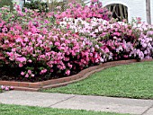 AZALEA MIXED PLANTING IN BORDER