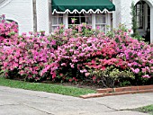 AZALEA MIXED PLANTING IN BORDER