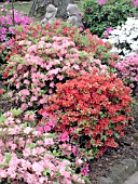 AZALEA MIXED PLANTING IN BORDER