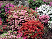 AZALEA MIXED PLANTING IN BORDER