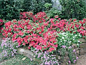 AZALEA RED RUFFLES