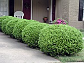 BUXUS MICROPHYLLA JAPONICA