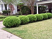 BUXUS MICROPHYLLA JAPONICA