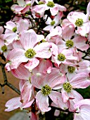 CORNUS FLORIDA PINK