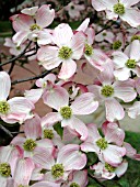 CORNUS FLORIDA PINK