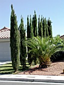 CUPRESSUS SEMPERVIRENS STRICTA