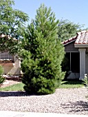 PINUS ELDARICA