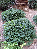 PITTOSPORUM TOBIRA