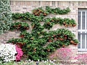 PYRACANTHA COCCINEA ESPALIER