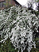 SPIRAEA X VANHOUTTEI