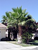 WASHINGTONIA FILIFERA