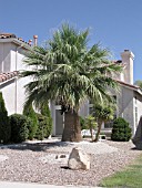 WASHINGTONIA FILIFERA