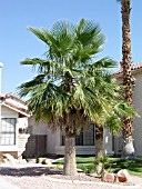 WASHINGTONIA FILIFERA