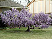 WISTERIA SINENSIS