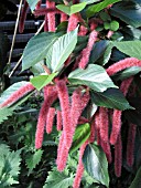 ACALYPHA REPENS