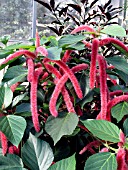 ACALYPHA REPENS