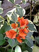 BOUGAINVILLEA ORANGE ICE