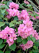 BOUGAINVILLEA PAGODA PINK