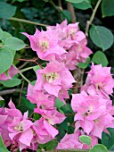 BOUGAINVILLEA PAGODA PINK