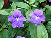 BROWALLIA SPECIOSA