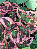 COLEUS JAPANESE BISHOP