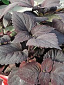 COLEUS PALISANDRA