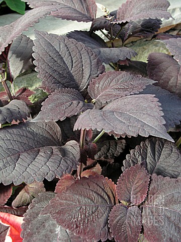 COLEUS_PALISANDRA