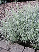 HELICHRYSUM SILVER SPIKE