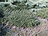 PICEA ABIES ELEGANS