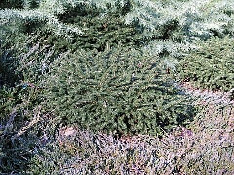 PICEA_ABIES_ELEGANS