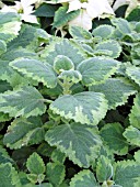 PLECTRANTHUS FOSTERI GREEN ON GREEN