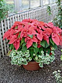 EUPHORBIA PULCHERRIMA POINSETTIA NUTCRACKER RED