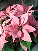 EUPHORBIA PULCHERRIMA POINSETTIA PETERSTAR PINK