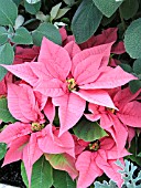 EUPHORBIA PULCHERRIMA POINSETTIA PETERSTAR PINK