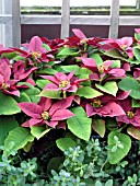 EUPHORBIA PULCHERRIMA POINSETTIA PLUM PUDDING