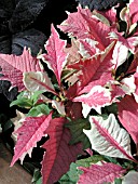 EUPHORBIA PULCHERRIMA POINSETTIA STRAWBERRIES AND CREAM