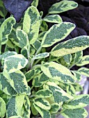 SALVIA OFFICINALIS ICTERINA