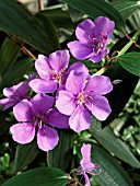 TIBOUCHINA URVILLEANA