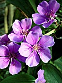 TIBOUCHINA URVILLEANA