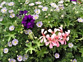 ANNUAL MIX PETUNIA,  PELARGONIUM,  BRACHYSCOME