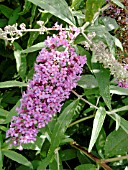 BUDDLEIA DAVIDII