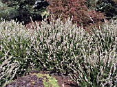 CALLUNA VULGARIS SPRING CREAM