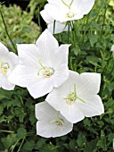 CAMPANULA CARPATICA WHITE UNIFORM